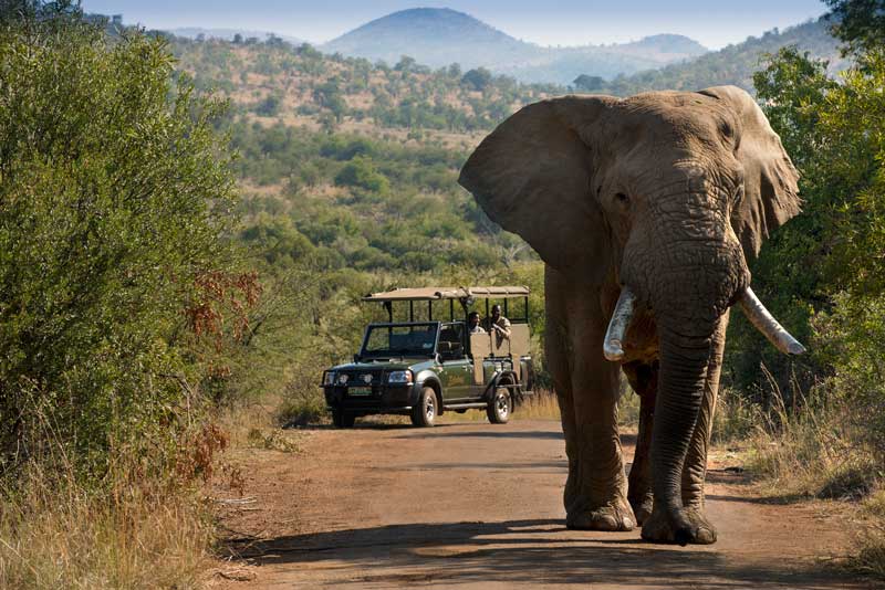 2 Day Pilanesberg and Sun City Tour 2 Day Pilanesberg and Sun City Tour
