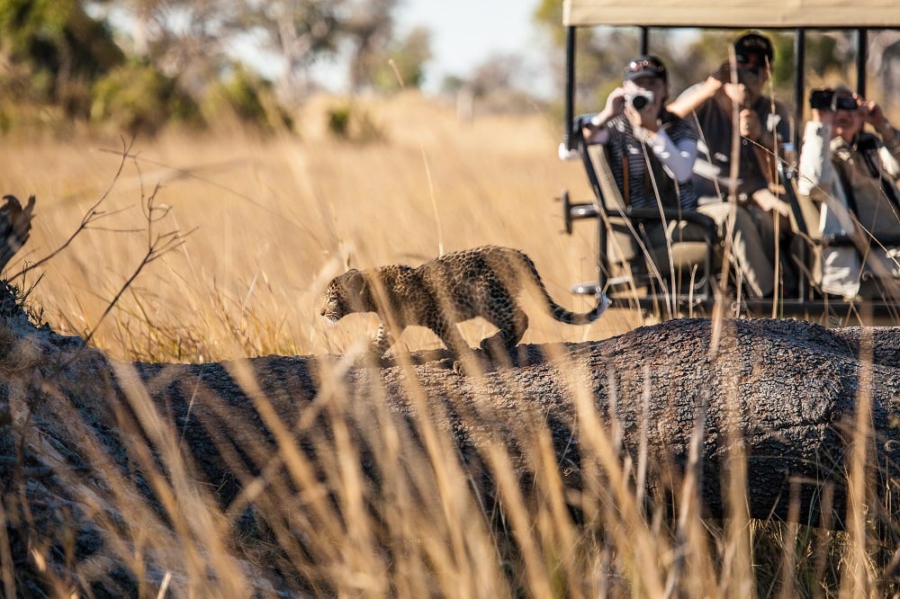 Pom Pom Camp Okavango Delta Safari Pom Pom Camp Okavango Delta Safari