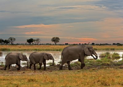 Lagoon Camp Okavango Delta Safari