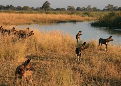 Lagoon Camp Okavango Delta Safari