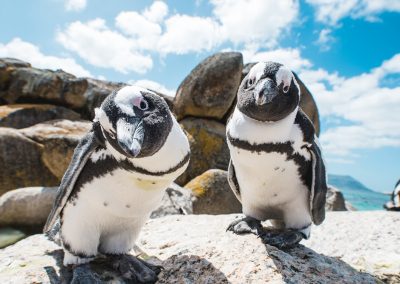 Cape Town Holiday Package