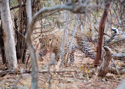 Leopard Stalking Prey Chobe and Okavango Delta Safari