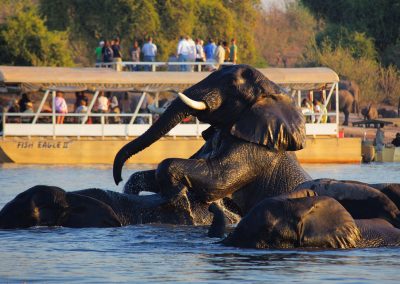 Elephants Showing Off Chobe and Okavango Delta Safari
