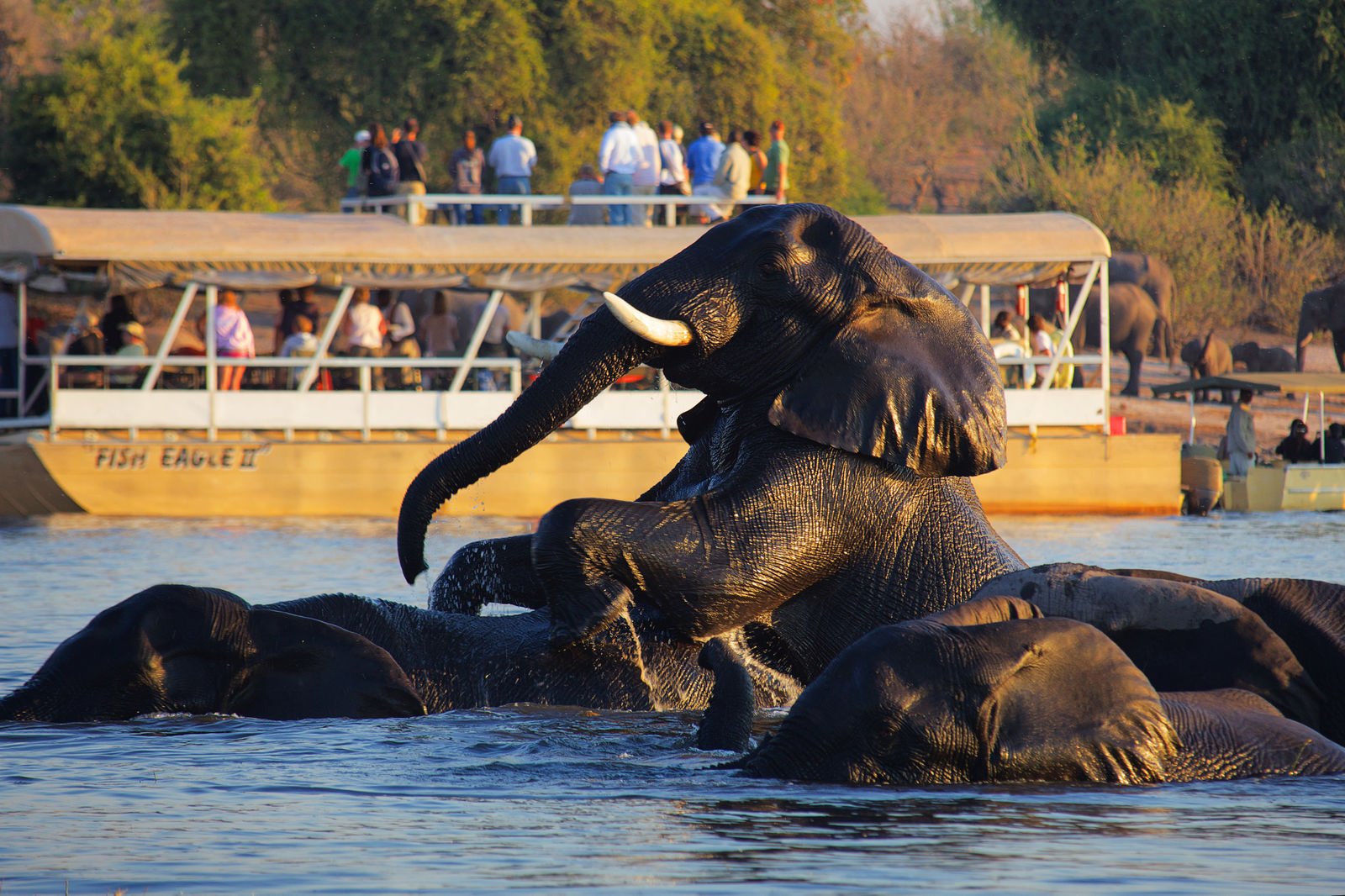 Elephants Showing Off Chobe and Okavango Delta Safari Elephants Showing Off Chobe and Okavango Delta Safari