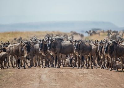 Masai Mara and Amboseli Safari