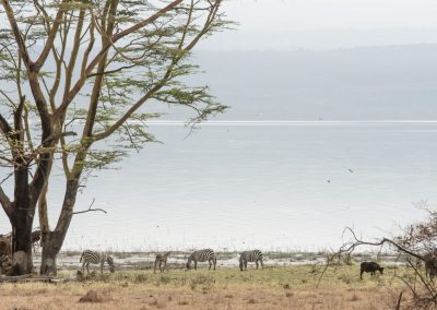 Masai Mara and Amboseli Safari