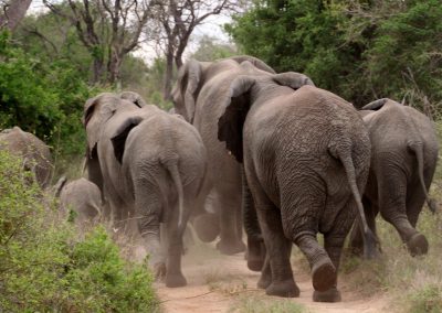 Pilanesberg and Sun City Tour