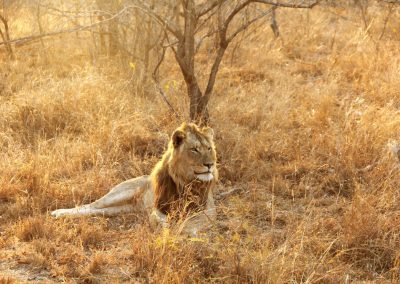 Pilanesberg and Sun City Tour