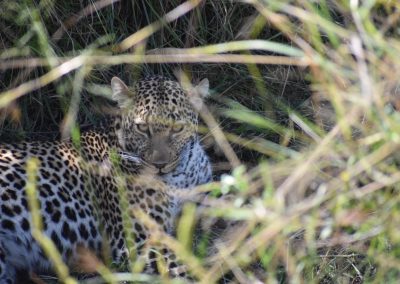 Masai Mara and Amboseli Safari