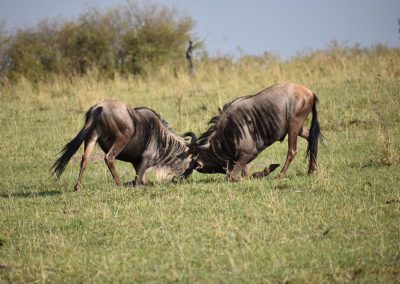 Masai Mara and Amboseli Safari