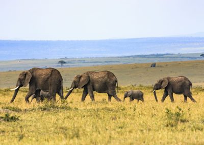 6 Day Masai Mara and Amboseli Safari