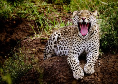 Leopard Ngorongoro and Serengeti Safari