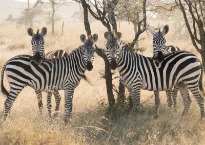 Ngorongoro and Serengeti Safari