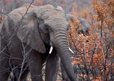 Pilanesberg and Sun City Tour