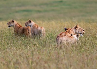 Masai Mara and Amboseli Safari