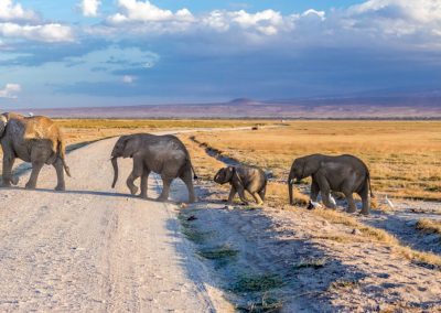 Elephant Crossing Masai Mara and Amboseli Safari