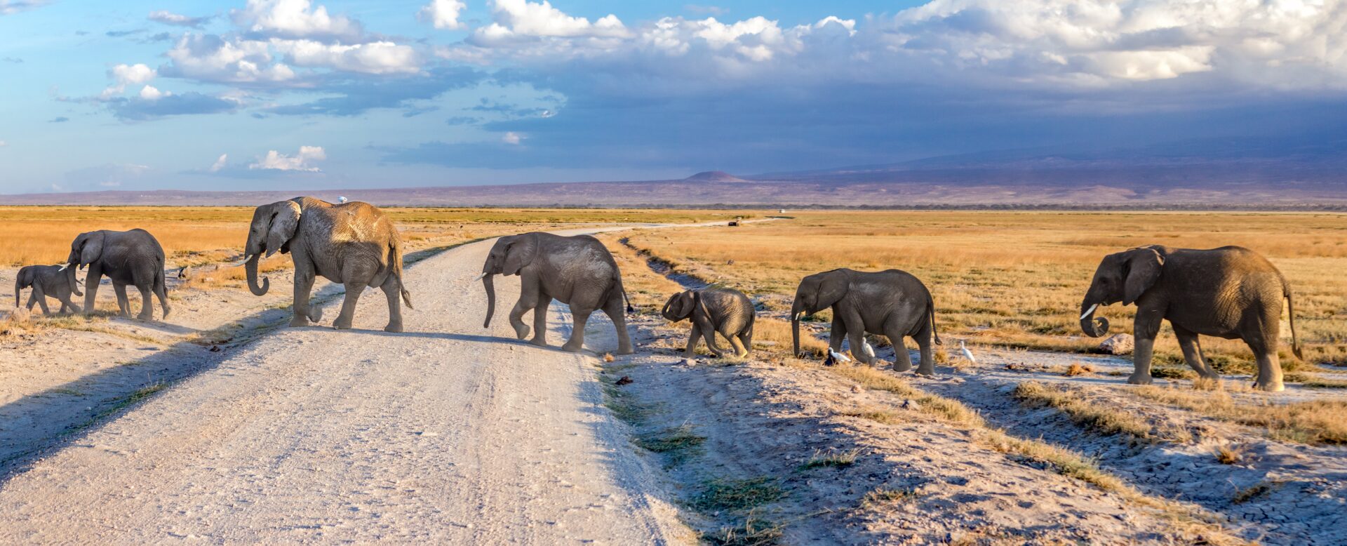 Elephant Crossing Elephant Crossing