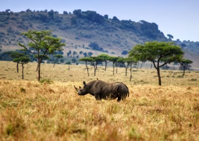 Masai Mara and Amboseli Safari