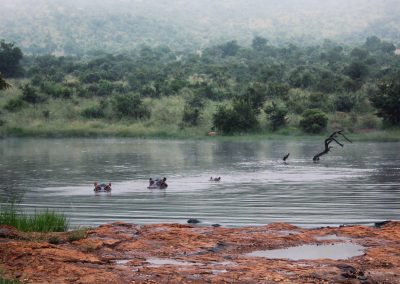 Pilanesberg and Sun City Tour